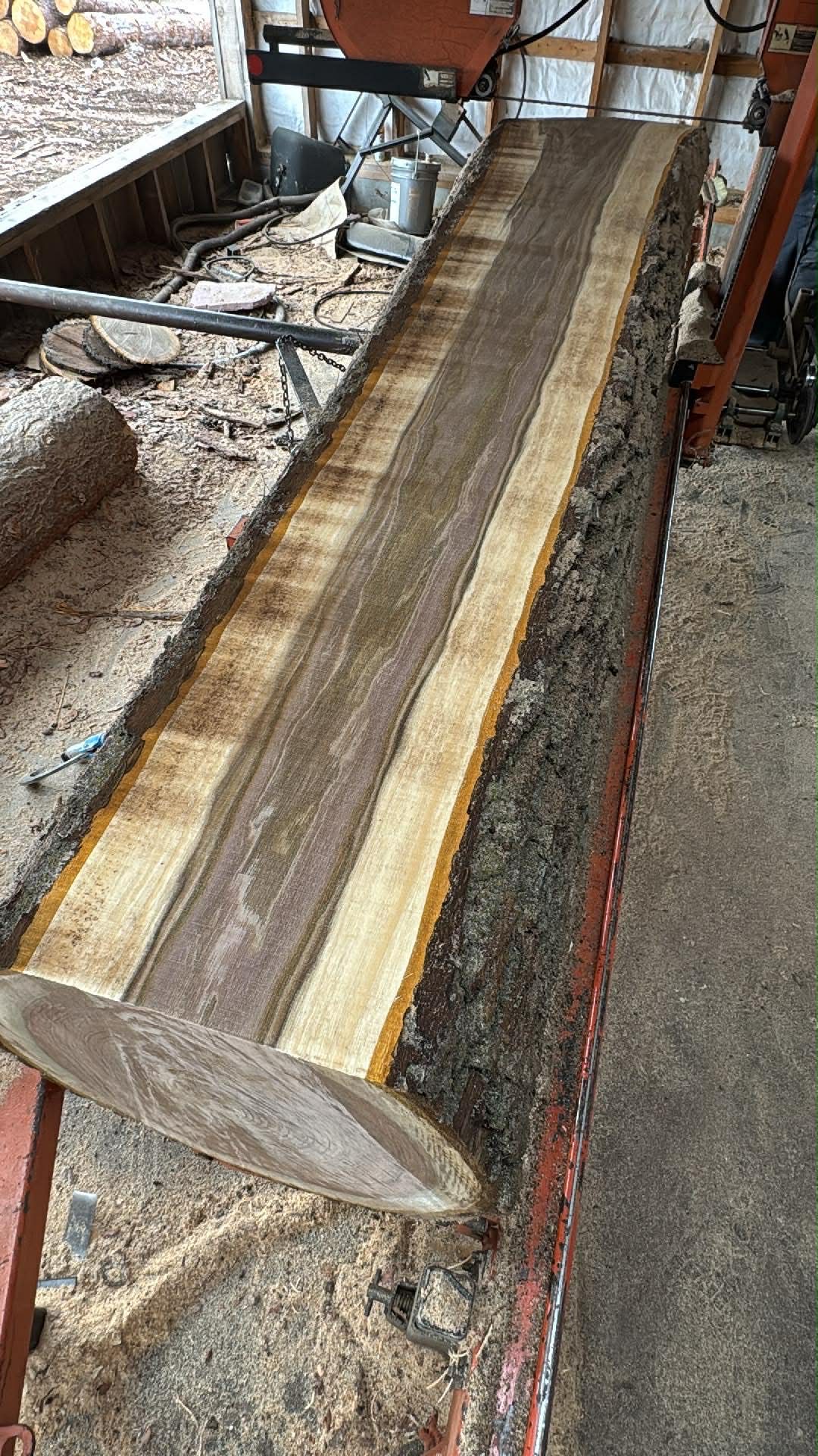 Fresh cut walnut slab on sawmill